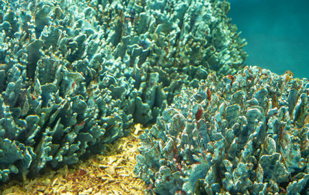 Discover underwater world featuring colorful coral formations and vivid marine textures in a clear tropical ocean. Beauty and biodiversity of a rich aquatic ecosystem. marine ecosystem exploration.の写真素材