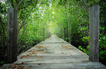 Wooden walkway through mangrove forest. Natural carbon sink and sustainable ecosystems. Climate change awareness. Environmental sustainability. Eco-friendly travel. Environmental conservation.の写真素材