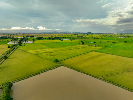 Aerial view of golden and green rice fields with tranquil water bodies under cloudy sky and distant mountains. Sustainable agriculture and importance of food supply in rural Asia. Food sustainability.の写真素材