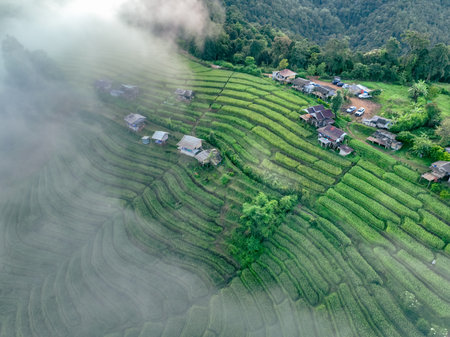 Aerial view of lush terraced rice fields with misty mountains. Sustainable rural agriculture and traditional farming harmony with nature. Tourism and cultural marketing. Traditional farming practices.の写真素材
