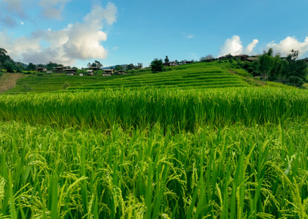 Green rice terraces. Lush agricultural landscape with terraced paddy fields. Nature's beauty in rural Asia. Scenic view of organic farming, perfect for travel destinations and environmental concepts.の写真素材