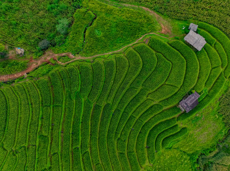Scenic terraced rice fields with curved walking trails and forested mountains in remote northern Thailand, capturing eco travel, cultural heritage, and harmony with nature in rural living.の写真素材