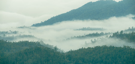 Aerial drone view of misty mountain landscape with green forest trees emerging through fog clouds. Nature lovers seeking peaceful wilderness destinations. Mountain valley covered in low clouds and fogの写真素材