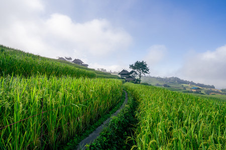 A stunning view of a lush green rice paddy field with traditional houses, gently rolling hills, and a misty atmosphere that creates a serene rural landscape perfect for nature lovers.の写真素材