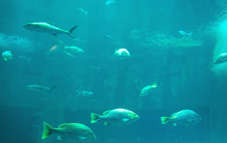 Vibrant school of tropical fish swimming through crystal clear underwater environment where marine life thrives in natural blue habitat. Biodiversity conservation efforts during daytime exploration.の写真素材