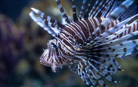 Venomous lionfish displaying vibrant striped pattern while swimming near coral reef formations. Tropical marine environment for nature publications. Exotic predatory lionfish. Marine conservation.の写真素材