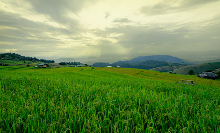Captivating view of a green rice field stretching across a mountainous terrain, with dramatic clouds above, creating a serene and peaceful atmosphere in nature.の写真素材