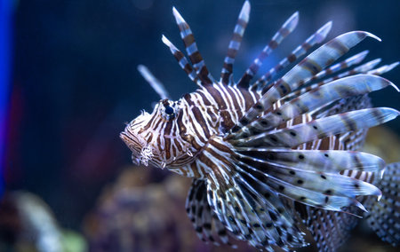 Venomous lionfish displaying vibrant striped pattern while swimming near coral reef formations. Tropical marine environment for nature publications. Exotic predatory lionfish. Marine conservation.の写真素材