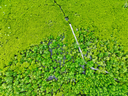 Aerial view green mangrove forest. Natural carbon sinks. Mangroves trees capture CO2. Blue carbon ecosystems. Mangroves absorb carbon dioxide emissions and mitigating global warming. Green ecosystem.の写真素材