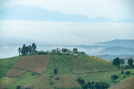 Aerial drone view of misty mountain landscape with green forest trees emerging through fog clouds. Nature lovers seeking peaceful wilderness destinations. Mountain valley covered in low clouds and fogの写真素材