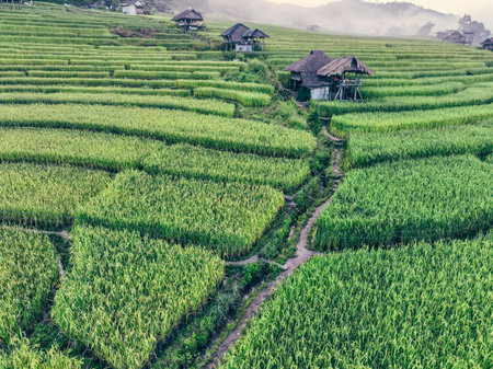 Landscape of green rice terraces and traditional huts in a village near Chiangmai, Thailand. Travel destinations. Beauty of terraced rice fields. Rural life and traditional farming practices in Asia.の写真素材
