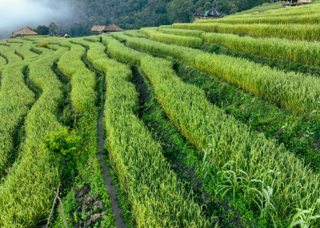 Aerial view of green rice terraces and small traditional huts in a rural village near Chiangmai, Thailand, captured during growing season to reflect eco farming, local lifestyle, and scenic heritageの写真素材