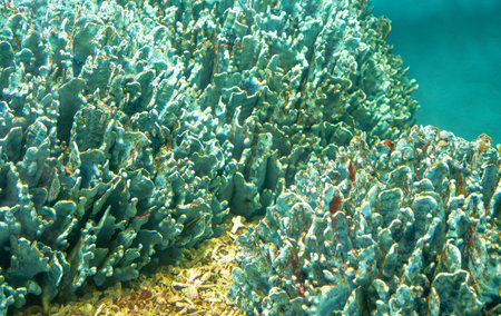 Discover underwater world featuring colorful coral formations and vivid marine textures in a clear tropical ocean. Beauty and biodiversity of a rich aquatic ecosystem. marine ecosystem exploration.の写真素材