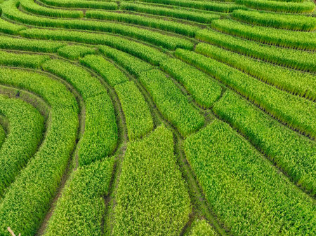 Aerial view of green rice terraces on tropical mountain slopes in northern Thailand, showing traditional farming, sustainable agriculture, and peaceful rural scenery for local travel. Eco tourism.の写真素材