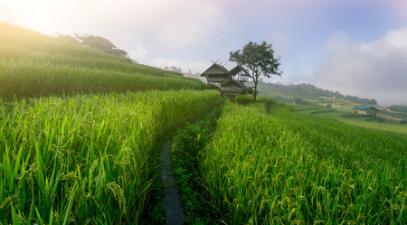 Traditional bamboo house in foggy mountain rice fields in southeast Asia. Countryside lifestyle and local homestay in rural nature. Traditional life, eco tourism, and cultural travel destinations.の写真素材