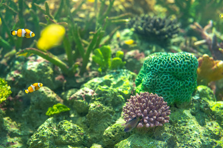 Orange and white striped clownfish swimming among colorful coral reefs in tropical aquarium habitat. Marine biodiversity. Preserved marine ecosystems for conservation awareness and education.の写真素材