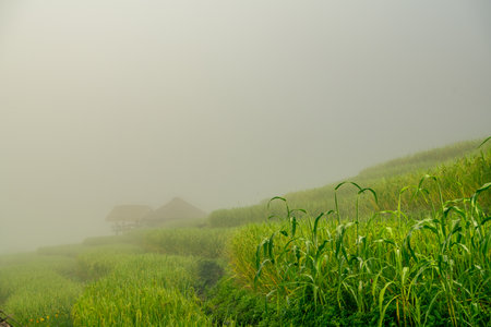 Foggy morning view of green rice terrace fields and small wooden hut in a rural valley where tranquility and sustainable farming meet, representing natural harmony and scenic agricultural retreatの写真素材