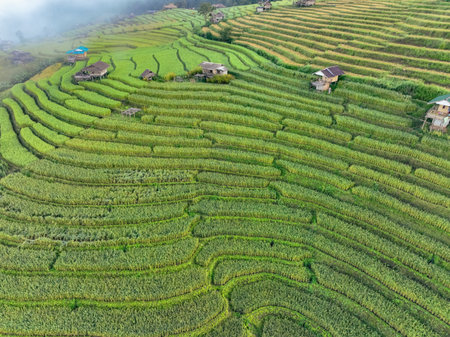 Aerial view of green rice terraces and small traditional huts in a rural village near Chiangmai, Thailand, captured during growing season to reflect eco farming, local lifestyle, and scenic heritageの写真素材