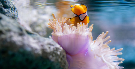 Bright orange clownfish swimming among vivid sea anemones in a serene coral reef environment showcasing the beauty of marine life, tropical underwater ecosystems, and the biodiversity of the ocean.の写真素材