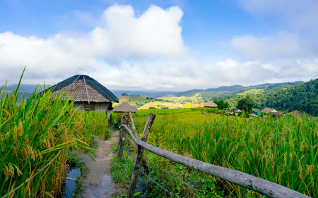Green rice terraces surrounding cultural village houses in southeast Asia. Sustainable farming, scenic beauty, and peaceful rural life under a sky with fluffy summer clouds. Eco-friendly living.の写真素材