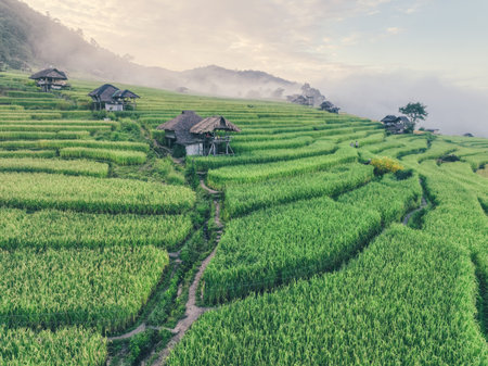 Lush green rice terraces surrounding traditional village huts in rural Chiangmai highlands during growing season. Thailand's agricultural heritage and natural landscapes for travel destinations.の写真素材
