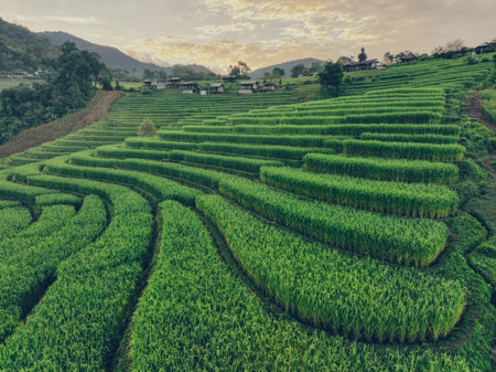 Aerial view of lush green terraced rice fields in the mountainous countryside of Chiang Mai, Thailand, showcasing eco tourism, local travel, and sustainable agriculture in rural Southeast Asia.の写真素材