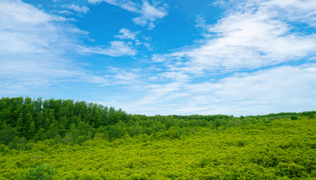 Green mangrove forest. Natural carbon sink and climate solution for corporations investing in blue carbon credits and environmental sustainability. Mangrove ecosystem. Climate change mitigation.の写真素材