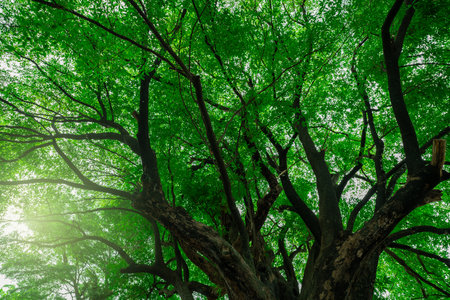 Green tree in forest. Nature background for carbon neutrality. Natural carbon sink fight climate...