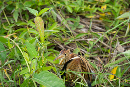 Wild bird lying in roadside grass, symbolizing vulnerability and the urgent need for wildlife rescue and conservation.の写真素材