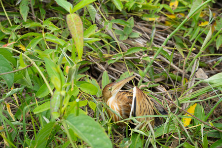 Injured wild bird lying in roadside grass after car accident with broken leg, unable to walk or fly, symbolizing vulnerability and the urgent need for wildlife rescue and conservation.の写真素材