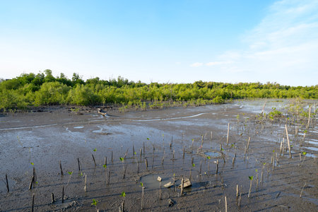 Mangrove wetland and muddy tidal flats functioning as a natural carbon sink, supporting carbon capture, blue carbon storage, climate change mitigation, and long term coastal ecosystem resilience.の写真素材