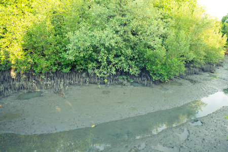 Dense mangrove forest along muddy coastal wetland at low tide, showing natural carbon sink...