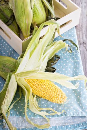 Fresh cornの写真素材