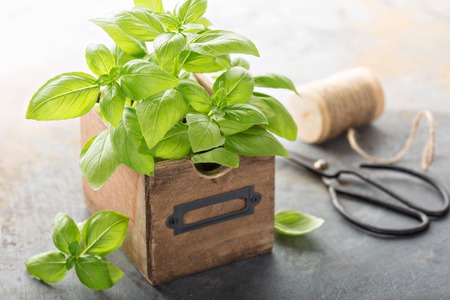 Fresh green basil just harvested in a brown boxの写真素材