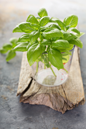 Fresh green basil just harvested in a measuring cupの写真素材