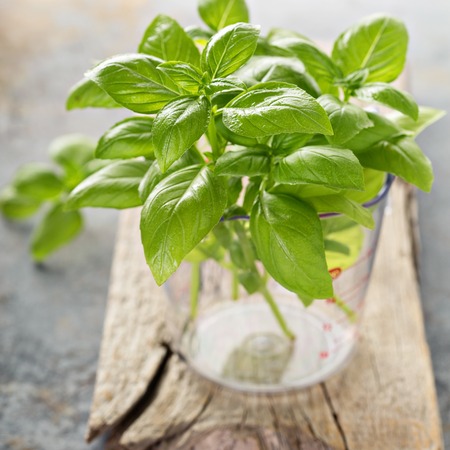 Fresh green basil just harvested in a measuring cupの写真素材