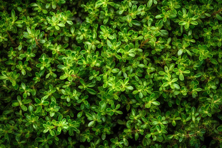 Fresh green thyme leaves filling the entire frame, bunch of fresh herbs, generative AIの素材