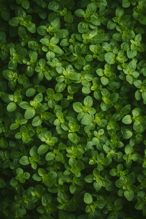 Fresh green oregano leaves filling the entire frame, bunch of fresh herbs, generative AIの素材