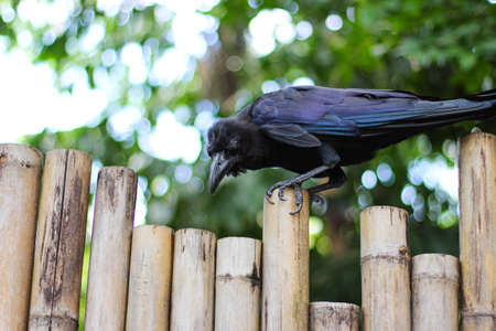 Big raven standing on wood pillarの写真素材