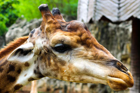 Giraffeの写真素材