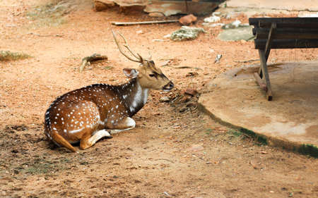 A sitting alone deer in zooの写真素材