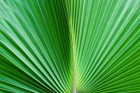 Green stripe palm leaf in parkの写真素材