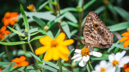 butterfly on flowerの写真素材