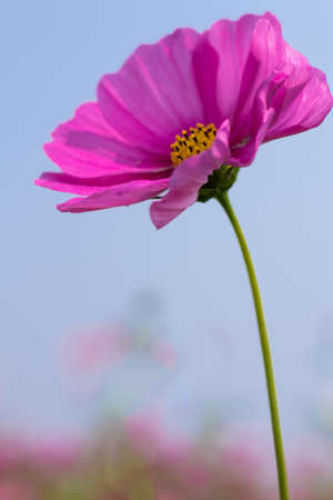 Cosmos flowersの写真素材