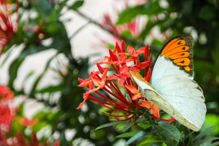 Butterfly and Ixora flowersの写真素材
