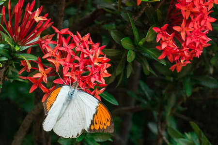 Butterfly and Ixora flowers