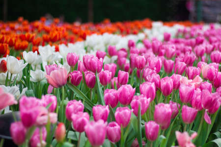 Colorful tulips beautiful in season winterの写真素材