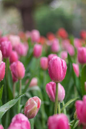 Colorful tulips beautiful in season winter. Floral Background.の写真素材