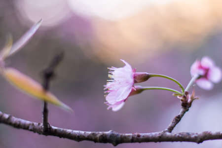 Prunus cerasoides, Sakura in Thailand