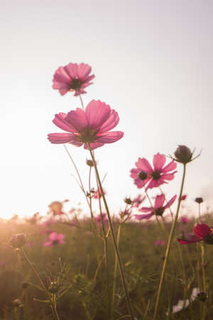 cosmos flowers in garden sunset